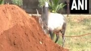 India News | Bull Taming Sport 'Jallikattu' to Begin on January 15 in Tamil Nadu