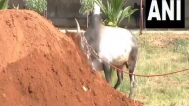 India News | Bull Taming Sport 'Jallikattu' to Begin on January 15 in Tamil Nadu