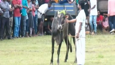 World News | Jallikattu Festival Begins in Sri Lanka's Trincomalee