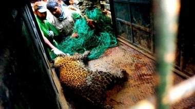 India News | Tamil Nadu: Forest Department Captures Leopard That Killed Two People, Injured 4 in Pandalur