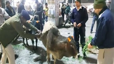 India News | Innovative Initiative by Traffic Police in Chhatarpur to Curb Accidents: Radioactive Collars on Mute Animals