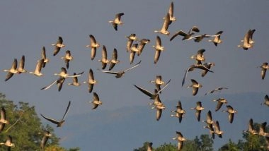 India News | Assam: Waterbird Census at Kaziranga National Park Records Presence of 84,830 Birds