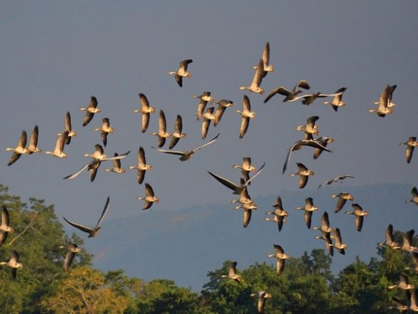 India News | Assam: Waterbird Census at Kaziranga National Park Records Presence of 84,830 Birds - Vimarsana News