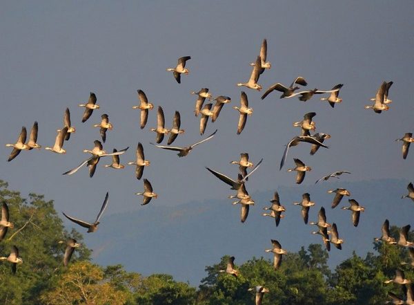 India News | Assam: Waterbird Census at Kaziranga National Park Records Presence of 84,830 Birds