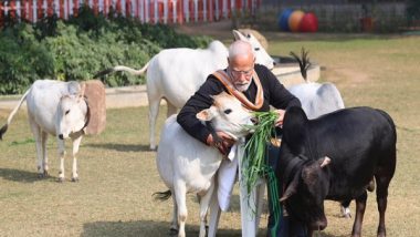 India News | PM Modi Feeds Cows at His Residence on Makar Sankranti