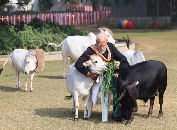 India News | PM Modi Feeds Cows at His Residence on Makar Sankranti