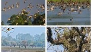 Kaziranga National Park Among Top Five in Number of Migratory Waterbirds Across Country, Finds Water-Birds Census
