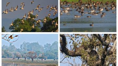 Kaziranga National Park Among Top Five in Number of Migratory Waterbirds Across Country, Finds Water-Birds Census