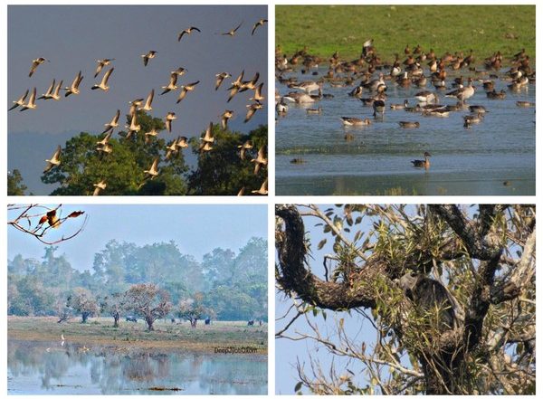 Kaziranga National Park Among Top Five in Number of Migratory Waterbirds Across Country, Finds Water-Birds Census