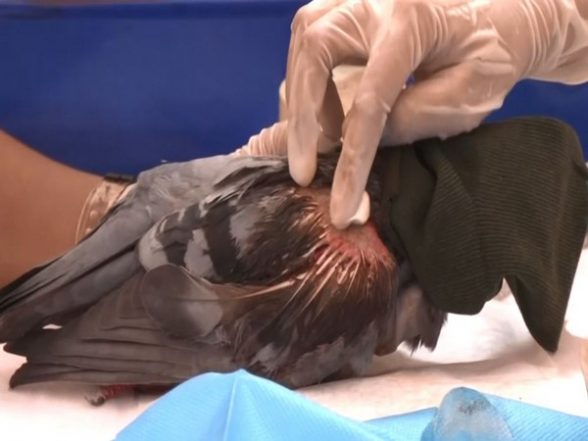 India News | Bird Lover's Institute of Ahmedabad Sets Up Control Room for Injured Birds During Kite Festival - Vimarsana News