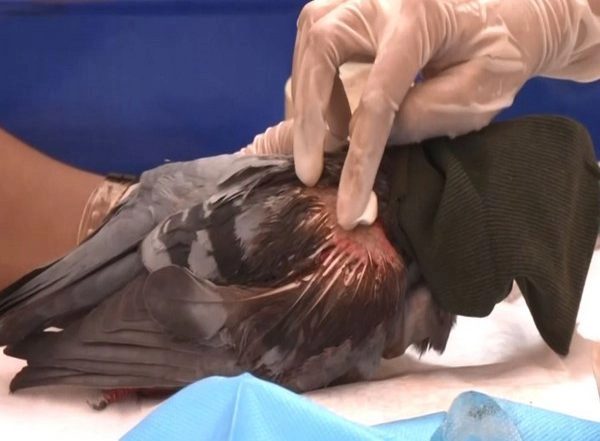 India News | Bird Lover's Institute of Ahmedabad Sets Up Control Room for Injured Birds During Kite Festival