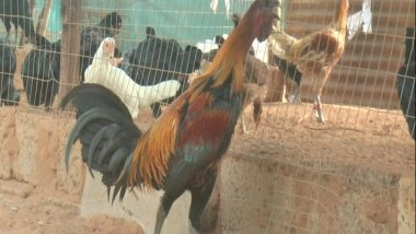 India News | Farmers in Andhra Raise Concerns on Inappropriate Use of Steroid in Rooster Breeding Amid Sankranti Rooster Fight Ritual