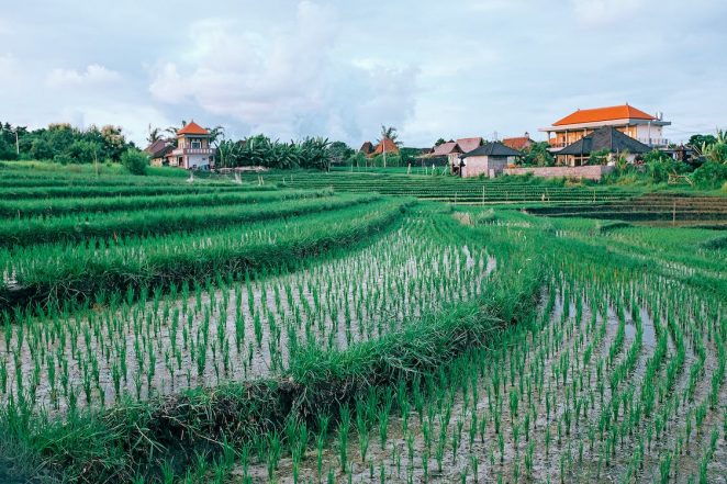 Science News | Study Shows Yield Losses Intensify when Groundwater Dwindles - Vimarsana News