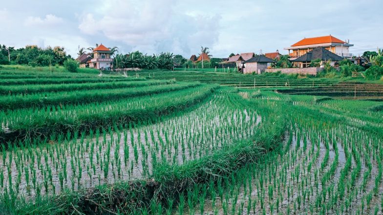 Science News | Study Shows Yield Losses Intensify when Groundwater Dwindles