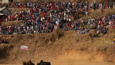 World News | Nepal: People in Nuwakot's Taruka Organise Annual 'Bull Fighting' or 'Goru Judhai'