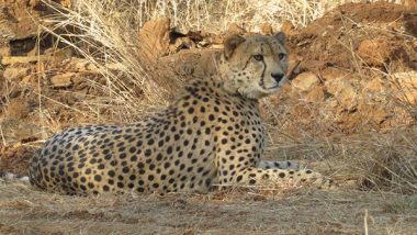 Cheetah Shaurya Dies: Namibian Cheetah Succumbs to Medical Complications in Madhya Pradesh’s Kuno National Park, Post-Mortem To Determine Cause