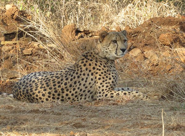 Cheetah Shaurya Dies: Namibian Cheetah Succumbs to Medical Complications in Madhya Pradesh’s Kuno National Park, Post-Mortem To Determine Cause