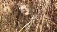 India News | Namibian Cheetah Gives Birth to 3 Cubs at Kuno