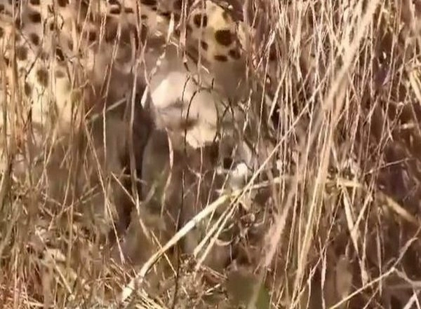 India News | Namibian Cheetah Gives Birth to 3 Cubs at Kuno