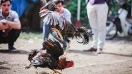 Makar Sankranti 2024: Animal Welfare Board Asks Andhra Pradesh, Telangana To Stop Cockfights During Festival