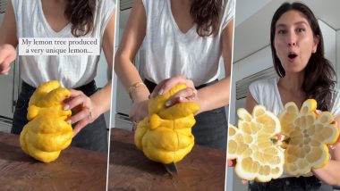 Giant Lemon of Unique Shape and Without Seeds Goes Viral on Instagram, Watch The Video That Will Make You Say 'New Phobia Unlocked'