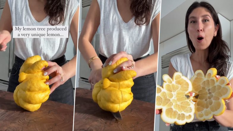 Giant Lemon of Unique Shape and Without Seeds Goes Viral on Instagram, Watch The Video That Will Make You Say 'New Phobia Unlocked'