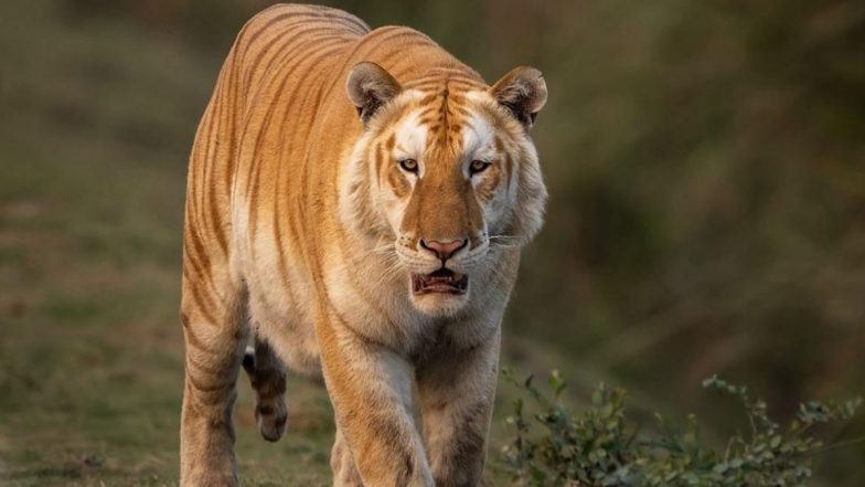 Golden Tiger Spotted: Assam CM Shares Photo of Rare Golden Tiger Spotted in Kaziranga National Park on National Tourism Day, Calls It 'Majestic Beauty!' (See Pic)