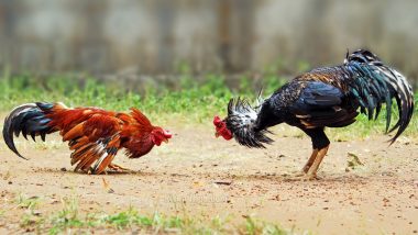 Makar Sankranti 2024: HSI-India Urges Citizens to Report Illegal Cockfighting Events Ahead of Festival