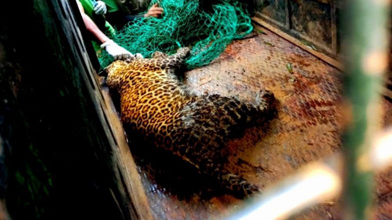 Tamil Nadu: Leopard That Mauled Three-Year-Old Child in Nilgiris Tranquilised and Captured (See Pic and Watch Video)