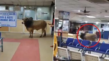 Bull Inside Bank in Unnao: Panic Ensues as Stray Bull Enters State Bank of India Premises in Uttar Pradesh, Video Surfaces
