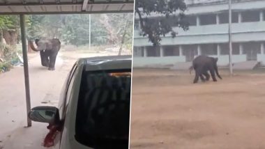 Odisha: Wild Elephant Strays into Baripada Town of Mayurbhanj, Forest Officials Launch Rescue Operation (Watch Video)