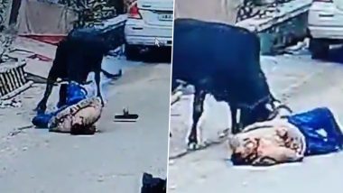 Bull Attack in Bareilly: Elderly Man Gored to Death by Stray Bull in Uttar Pradesh; FIR Against Veterinary Welfare Officer (Watch Video)