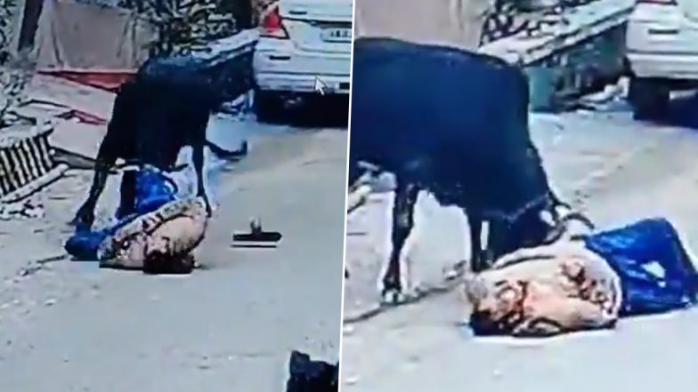 Bull Attack in Bareilly: Out for Morning Walk, Elderly Man Attacked by Bull in Uttar Pradesh, Dies; Disturbing Video Surfaces