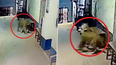 Leopard Enters Police Station in Maharashtra’s Ratnagiri, Takes Away Dog; Incident Caught on CCTV