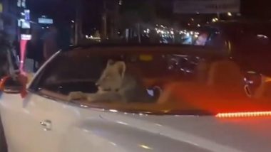 Lion Cub Riding in Bentley Video: Viral Clip Shows Lion Taking Joyride in Luxury Car in Thailand, Woman Arrested for Illegal Ownership