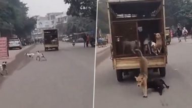 Uttar Pradesh: Man on Bike Frees Dogs from Agra Municipal Corporation Van, Viral Video Surfaces