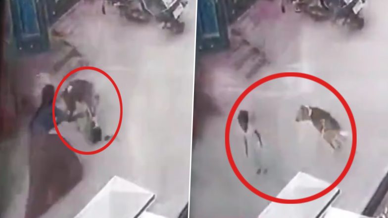 Stray Dog Menace Caught on Camera: Dog Attacks Child Playing Outside House in Hyderabad, Disturbing Video Surfaces