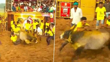 Jallikattu in Tamil Nadu: Traditional Bull-Taming Sport Festival Commences in Madurai, Pudukottai, Tiruchirapalli and Tanjavur (Watch Videos)