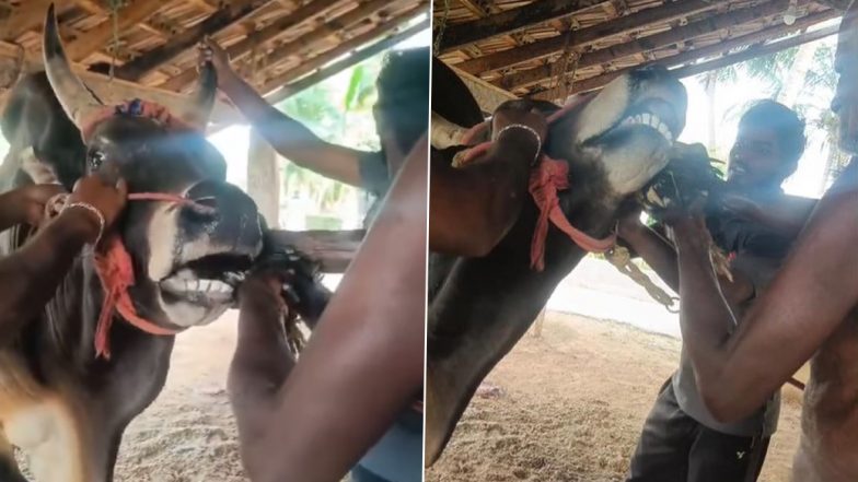 Cruelty Against Animal in Tamil Nadu: YouTuber, His Friends Forcibly Feed Live Rooster to Jallikattu Bull in Salem, Booked After Video Goes Viral