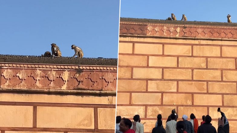 Monkey Steals iPhone at Sri Rangnath Ji Mandir in Vrindavan, Returns It for a Sweet Deal, Funny Video Goes Viral (Watch)