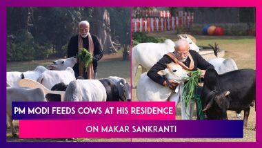 Makar Sankranti 2024: PM Narendra Modi Feeds Cows At His Residence In Delhi On This Auspicious Occasion