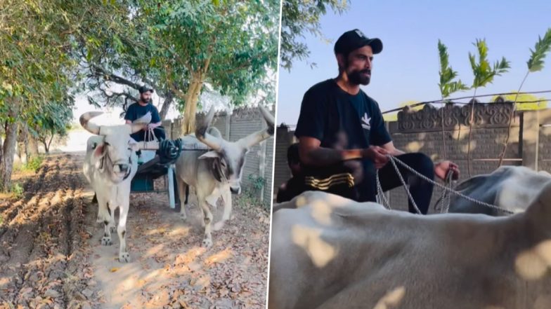 ‘Vintage Ride’ Ravindra Jadeja Drives Bullock Cart, Video Goes Viral