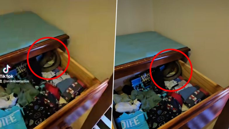 Snake in Underwear Drawer! Shocking Video Shows Second-Most Venomous Snake Hiding in Toddler's Cupboard, Chilling Clip Goes Viral