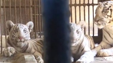 Chhattisgarh: White Tigress Roma's Two Cubs Safely Released Into Large Enclosure at Maitri Bagh Zoo in Bhilai (Watch Video)