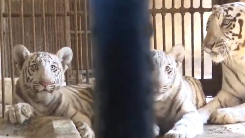 Chhattisgarh: White Tigress Roma's Two Cubs Safely Released Into Large Enclosure at Maitri Bagh Zoo in Bhilai (Watch Video)