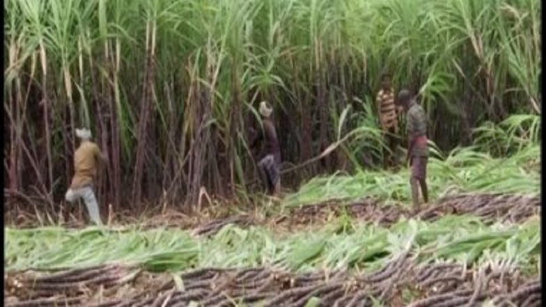Pongal 2024: Ahead of Festival, Sugarcane Harvest Commences in Tamil Nadu’s Madurai (Watch Video)