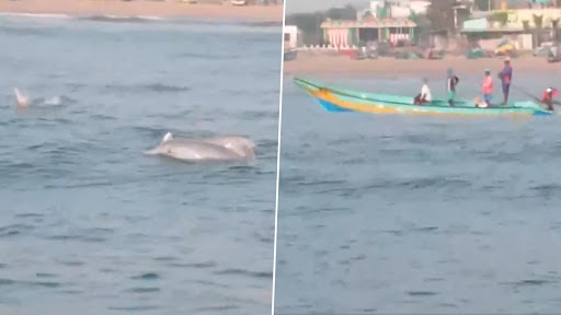 Dolphins in Chennai: Pod of Dolphins Spotted Off Neelankarai Hours After Conclusion of Ocean Cleaning Awareness Campaign (Watch Video)