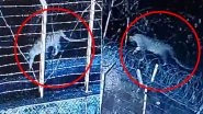 Leopard Spotted in Mumbai Videos: Big Cat Seen Strolling Near Mumbai Housing Society; Patrolling On, Says Forest Department