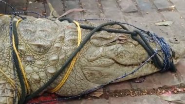 Crocodile in Kanpur: Croc Worshipped in Temple After Being Caught by Fishermen, Video Surfaces
