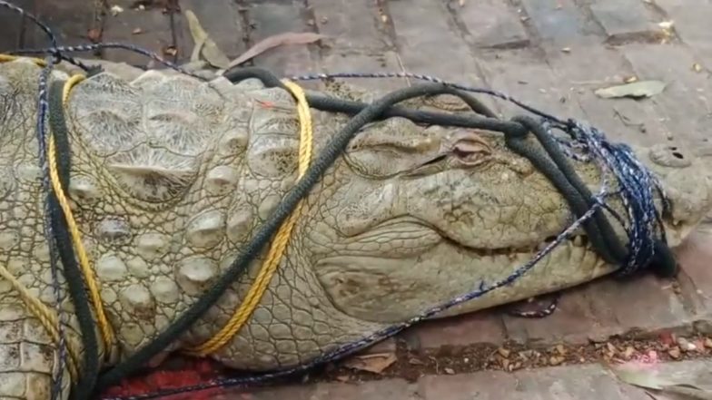 Crocodile in Kanpur: Croc Worshipped in Temple After Being Caught by Fishermen, Video Surfaces